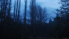 Nature Trees forests