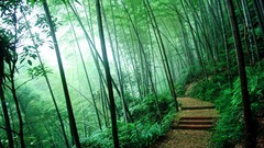 Nature Trees forests bamboo