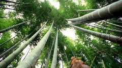 Nature Trees forests bamboo