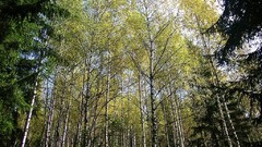 Nature Trees forests Bulgaria