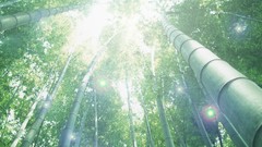 Nature Trees forests dreamy