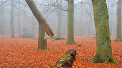 Nature Trees forests fallen leaves