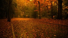 Nature Trees forests fallen leaves