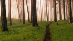 Nature Trees forests fog