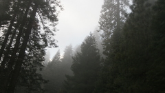 Nature Trees forests fog