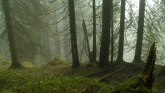 Nature Trees forests fog