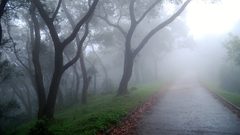 Nature Trees forests fog