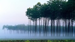 Nature Trees forests fog