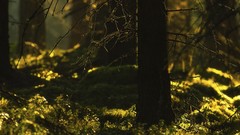 Nature Trees forests grass