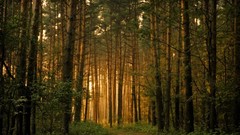 Nature Trees forests HDR