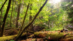 Nature Trees forests HDR