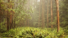 Nature Trees forests Landscapes