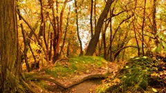 Nature Trees forests leaves