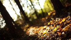 Nature Trees forests leaves