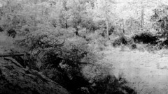 Nature Trees forests monochrome