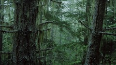 Nature Trees forests moss