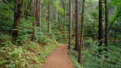 Nature Trees forests paths