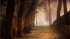 Nature Trees forests paths