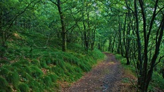 Nature Trees forests paths