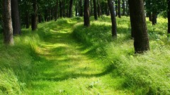 Nature Trees forests paths