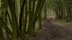 Nature Trees forests paths