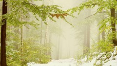 Nature Trees forests paths