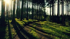 Nature Trees forests paths