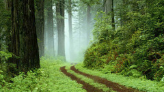 Nature Trees forests paths