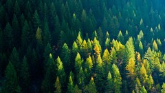 Nature Trees forests picea