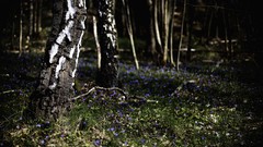 Nature Trees forests pictorial