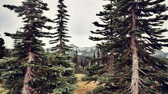 Nature Trees forests pine trees