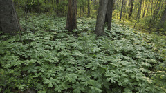 Nature Trees forests Plants