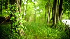 Nature Trees forests Plants