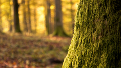 Nature Trees forests Plants