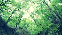 Nature Trees forests point of view