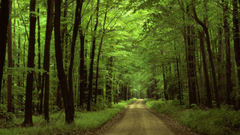 Nature Trees forests roads