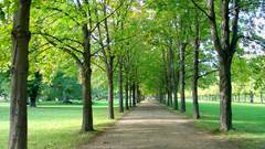 Nature Trees forests roads