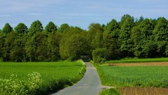 Nature Trees forests roads