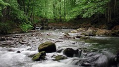 Nature Trees forests rocks