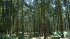 Nature Trees forests sandringham
