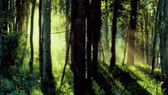Nature Trees forests shadows