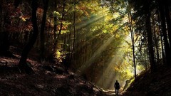 Nature Trees forests silhouettes