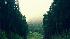 Nature Trees forests skyscapes