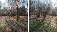 Nature Trees forests stereo stereogram