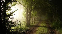 Nature Trees forests sunlight