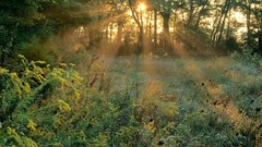 Nature Trees forests sunlight