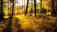 Nature Trees forests sunlight