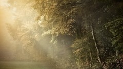 Nature Trees forests sunlight