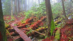 Nature Trees forests west-coast