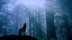 Nature Trees forests Wolves